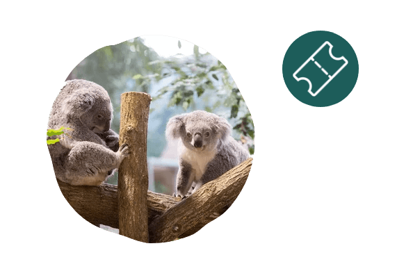 ebillet beauval enfant